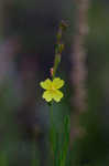 Threadleaf evening primrose